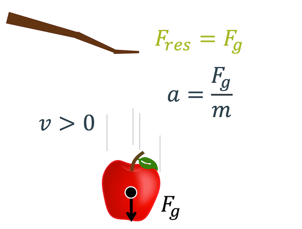 Potentielle Energie in kinetische Energie umwandeln: Ohne Gegenkraft wird der Apfel durch die Gewichtskraft beschleunigt