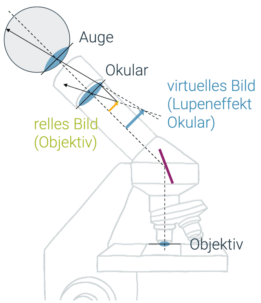 Aufbau eines Mikroskops